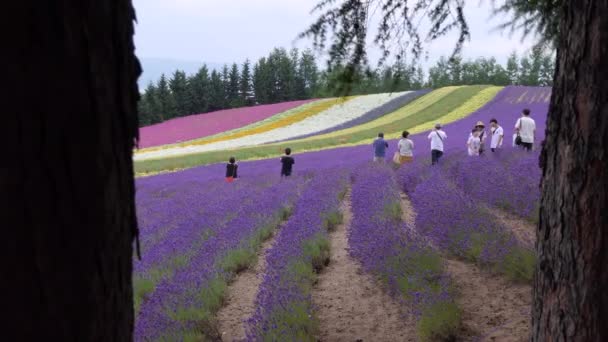 Накафурано Япония Июль 2019 Вид Цветочные Поля Ферме Томита Знаменитое — стоковое видео