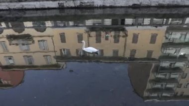 COVID-19 kapanması sırasında İtalya, Milan 'ın Navigli bölgesinde su kanalında yüzen yalnız bir kuğu. Milano, İtalyan şehri ve koronavirüs krizi