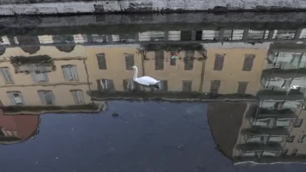 Covid 19の閉鎖の間 イタリアのミラノのナヴィリ地区の水路で泳ぐ孤独な白鳥 ミラノ イタリアの都市とコロナウイルス危機 — ストック動画