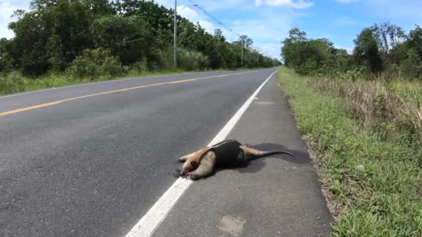 パナマ中央アメリカの田舎の高速道路で車によって殺されたタマンドゥアと道路の殺人 アスファルト上の死んだ動物の死体と田舎道 — ストック動画