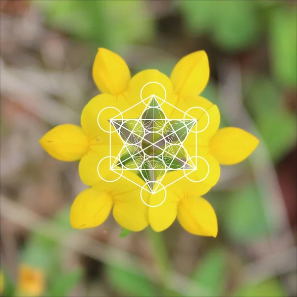 自然界の神聖な幾何学 メタトロンのキューブ型 ベクトルイラスト — ストックベクタ