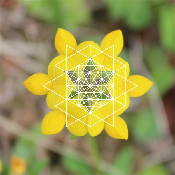 自然界の神聖な幾何学 六角形 ベクトルイラスト — ストックベクタ