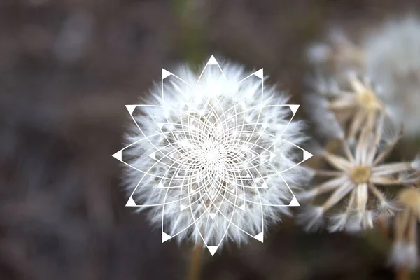 Sacred Geometry Nature Dandelion Star Spiral Vector Illustration — Stock Vector