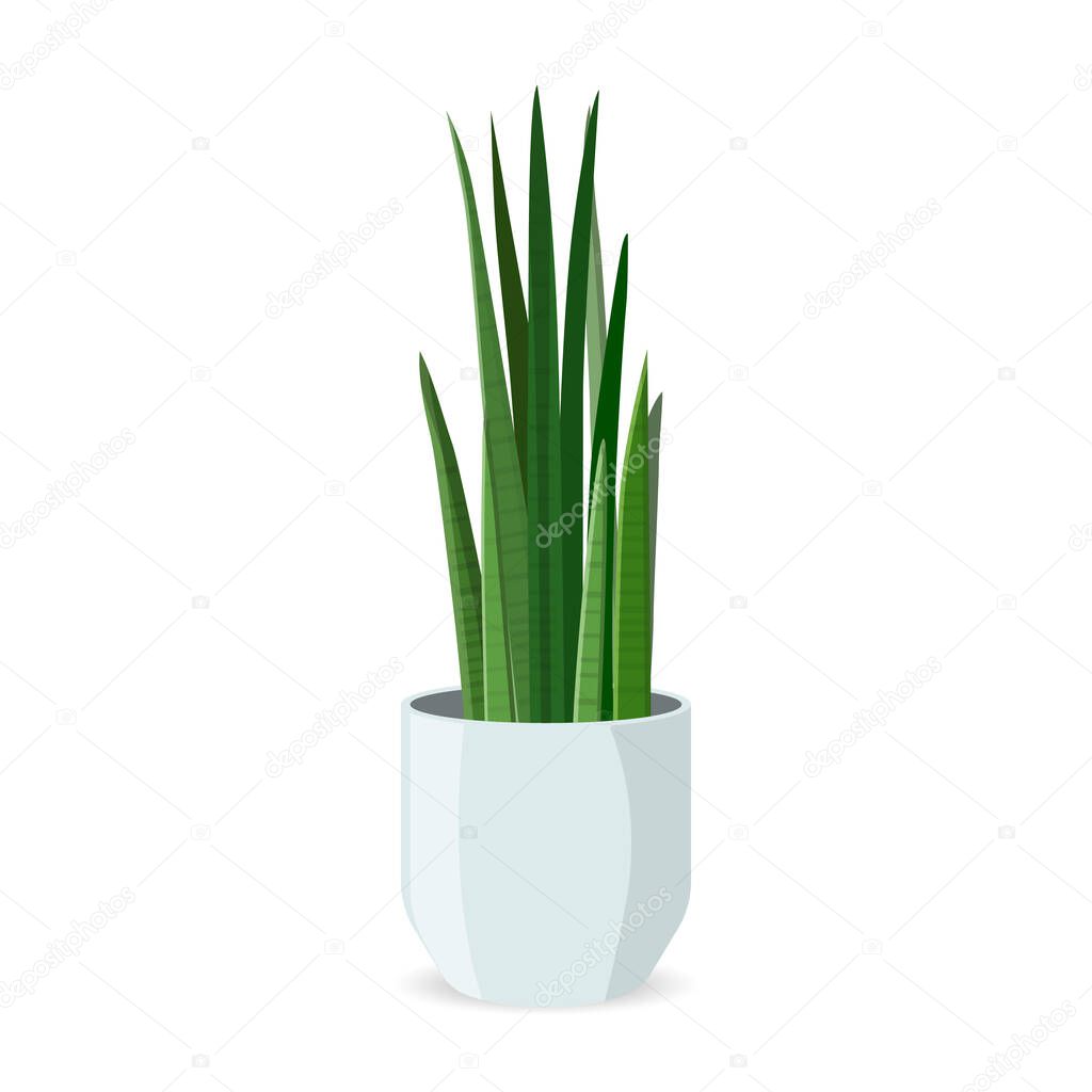 Home Plant in Pot Flat Isolated. Decorative Indoor