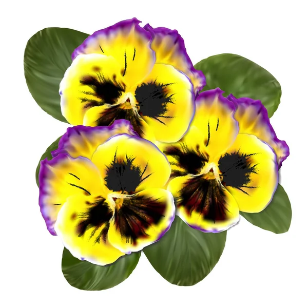 Realistic Pansy Vector Flower. Floral Illustration
