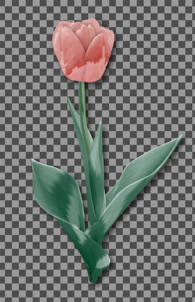 Tulip Flower Isolated. Fressh Holland Tulip Vector — Stockový vektor