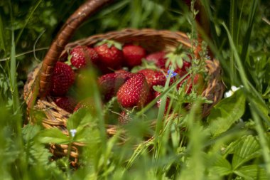 Çilek sepeti Meadow Grass 'da. Lezzetli Kırmızı Meyve