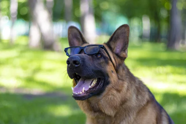 Lindo pastor alemán perro retrato con gafas de sol . —  Fotos de Stock