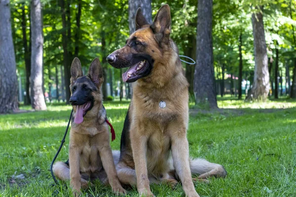Dog Family. Adult with Puppy. German Shepherd Pet