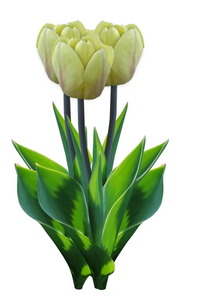 Ramo de Tulipán Amarillo. Ramo de flores vectoriales aisladas — Archivo Imágenes Vectoriales