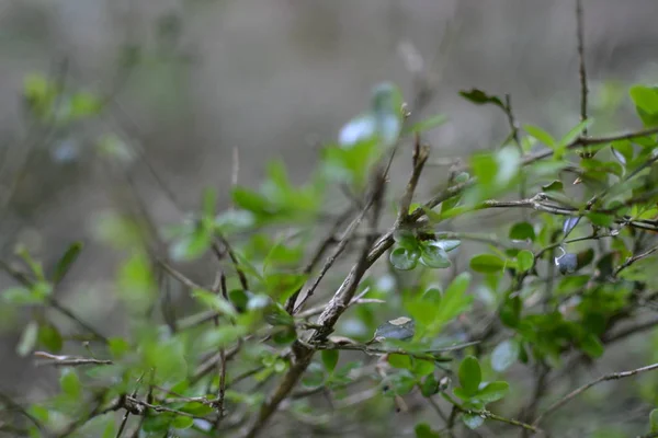 Bowood ağacının dalları.