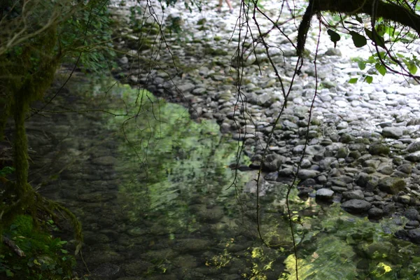 Calm water. Branches touch the water of a river. Pure water cannot hide stones on the bottom of the river.