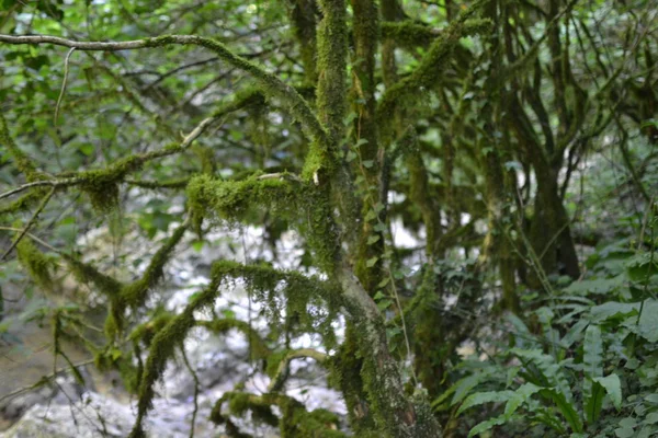 Yeşil yosunlarla kaplı ağaç dalları. Arka tarafta bir nehir var..