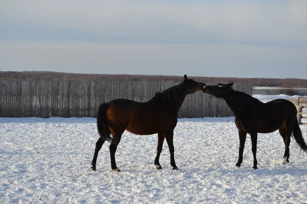 Atlar öpüşür. İki siyah at birbirine dokunuyor. Kış manzarası. İyi akşamlar, alacakaranlık.