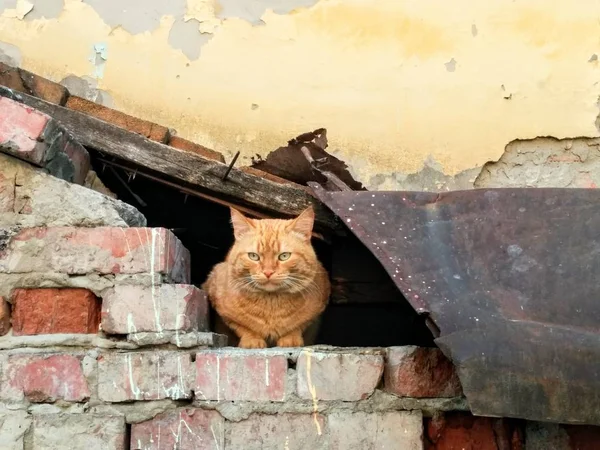 Stray Gato Vermelho Está Sentado Casa Velha Tons Vermelho Marrom — Fotografia de Stock