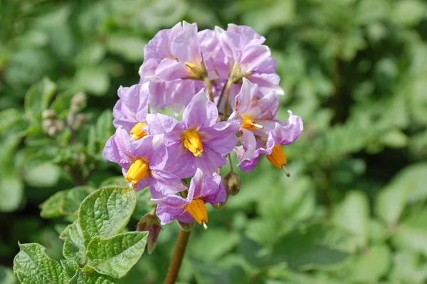 Kırmızı patatesin çiçek açması. Çiçeklerin leylak rengi