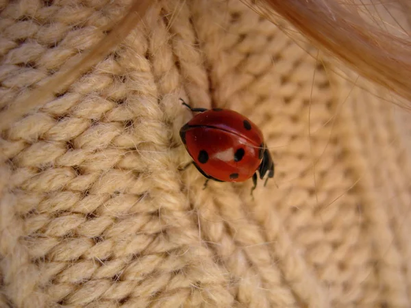 Uğur böceği dokulu tekstil üzerine