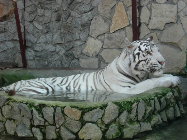 Bengal beyaz kaplanı hayvanat bahçesinde yüzme havuzunda