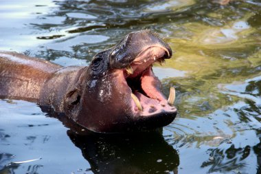 Su aygırı. Su aygırı. Limasol Hayvanat Bahçesi. Kıbrıs.