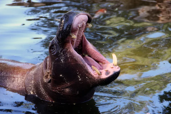 Hippo. Hipopótamo. Zoológico de Limassol. Chipre . — Fotografia de Stock