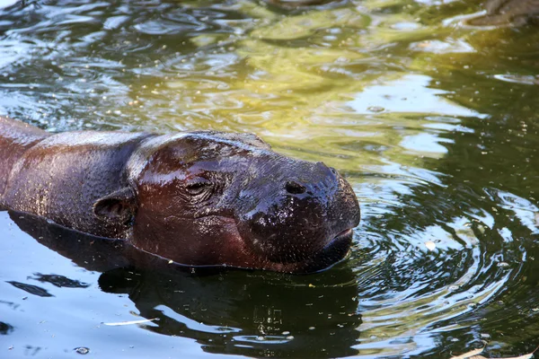 Hipopotam. Hipopotam. Limassol Zoo. Cypr. — Zdjęcie stockowe