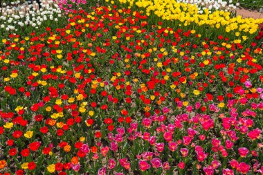 Renkli lale alan Kırım '