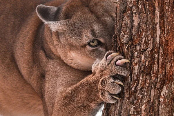 Gyönyörű Fiatal Kanadai Puma Vadászat Erdőben — Stock Fotó