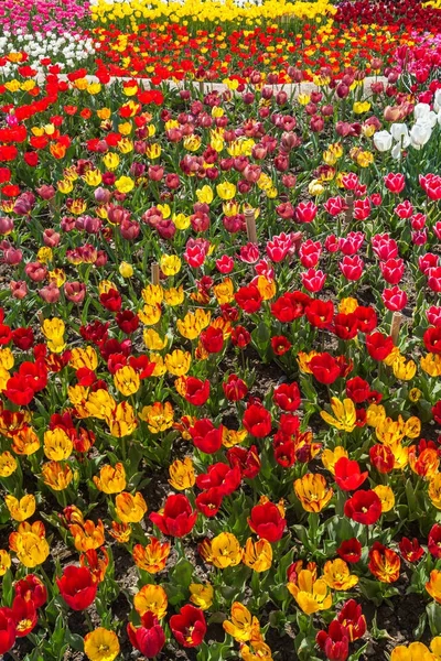 Campo Tulipano Colorato Nel Crimea — Foto Stock