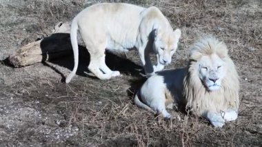 Lions Pride 'da birkaç aslan sabahın ilk ışıklarında avlanıyor, Safari Afrika' daki Ulusal Park 'ta.