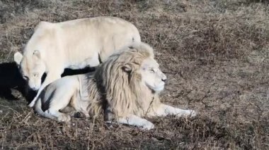 Lions Pride 'da birkaç aslan sabahın ilk ışıklarında avlanıyor, Safari Afrika' daki Ulusal Park 'ta.