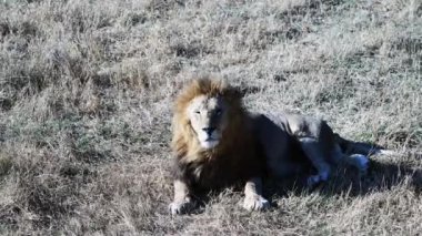 Lions Pride 'da birkaç aslan sabahın ilk ışıklarında avlanıyor, Safari Afrika' daki Ulusal Park 'ta.