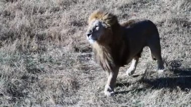 Lions Pride 'da birkaç aslan sabahın ilk ışıklarında avlanıyor, Safari Afrika' daki Ulusal Park 'ta.