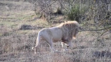 Lions Pride 'da birkaç aslan sabahın ilk ışıklarında avlanıyor, Safari Afrika' daki Ulusal Park 'ta.