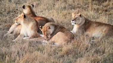 Lions Pride 'da birkaç aslan sabahın ilk ışıklarında avlanıyor, Safari Afrika' daki Ulusal Park 'ta.
