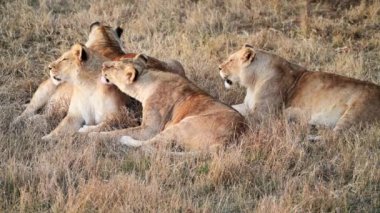 Lions Pride 'da birkaç aslan sabahın ilk ışıklarında avlanıyor, Safari Afrika' daki Ulusal Park 'ta.