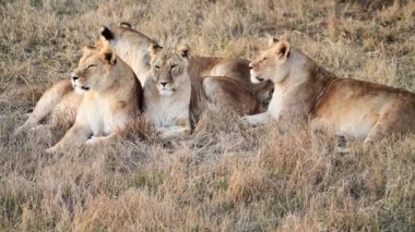 Lions Pride 'da birkaç aslan sabahın ilk ışıklarında avlanıyor, Safari Afrika' daki Ulusal Park 'ta.