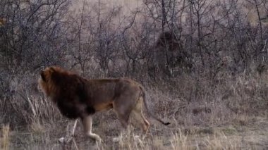 Lions Pride 'da birkaç aslan sabahın ilk ışıklarında avlanıyor, Safari Afrika' daki Ulusal Park 'ta.