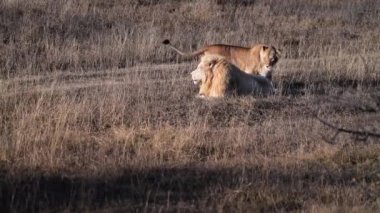Lions Pride 'da birkaç aslan sabahın ilk ışıklarında avlanıyor, Safari Afrika' daki Ulusal Park 'ta.