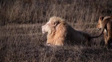 Lions Pride 'da birkaç aslan sabahın ilk ışıklarında avlanıyor, Safari Afrika' daki Ulusal Park 'ta.