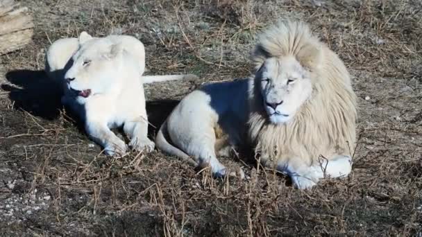 ライオンズのライオンのカップル朝の日の出にプライド狩り アフリカの国立公園でのサファリ — ストック動画