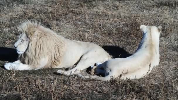 Pareja Leones Leones Caza Del Orgullo Amanecer Mañana Safari Parque — Vídeo de stock