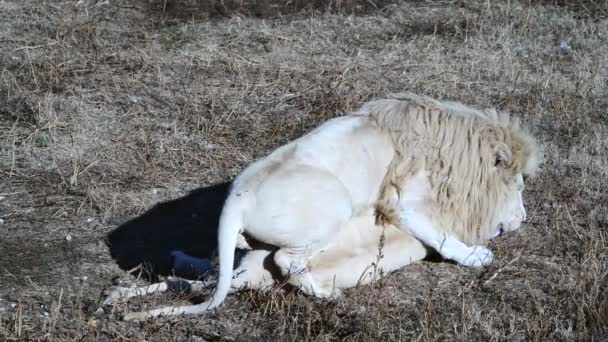 Casal Leões Leões Caça Nascer Sol Pela Manhã Safari Parque — Vídeo de Stock