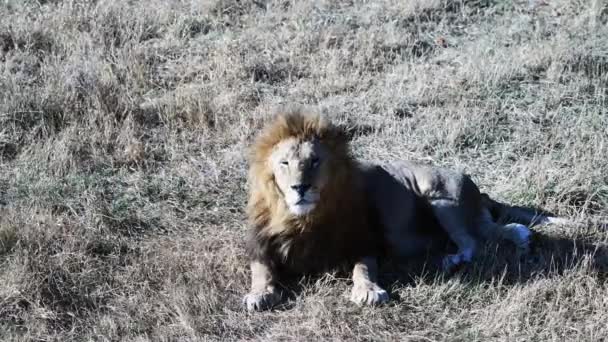 Para Lwów Lions Pride Polowanie Wschodzie Słońca Safari Parku Narodowym — Wideo stockowe
