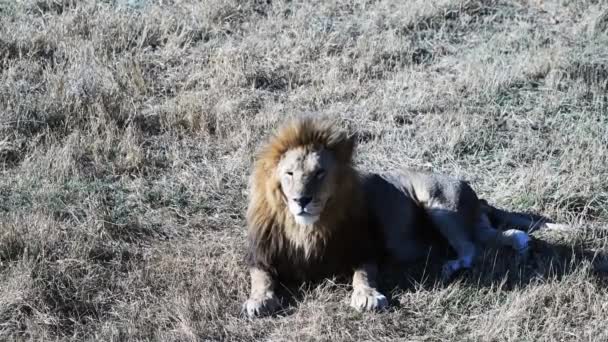 Para Lwów Lions Pride Polowanie Wschodzie Słońca Safari Parku Narodowym — Wideo stockowe