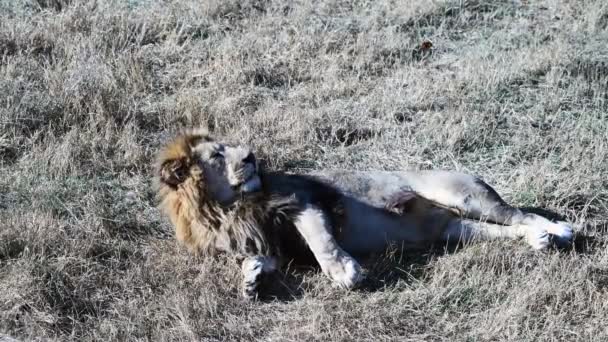非洲国家公园的萨法里 狮群的一对狮子在黎明时分猎杀狮子 — 图库视频影像