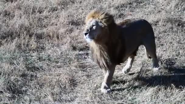 Paar Leeuwen Leeuwen Trots Jacht Ochtend Zonsopgang Safari Nationaal Park — Stockvideo