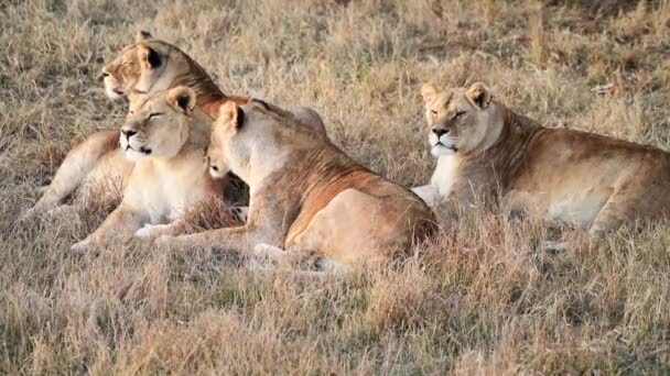 Pareja Leones Leones Caza Del Orgullo Amanecer Mañana Safari Parque — Vídeos de Stock