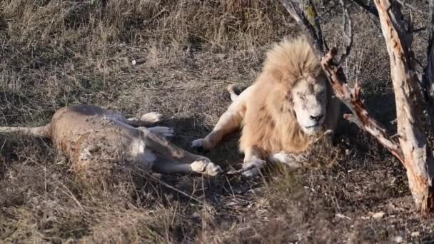 Pareja Leones Leones Caza Del Orgullo Amanecer Mañana Safari Parque — Vídeos de Stock