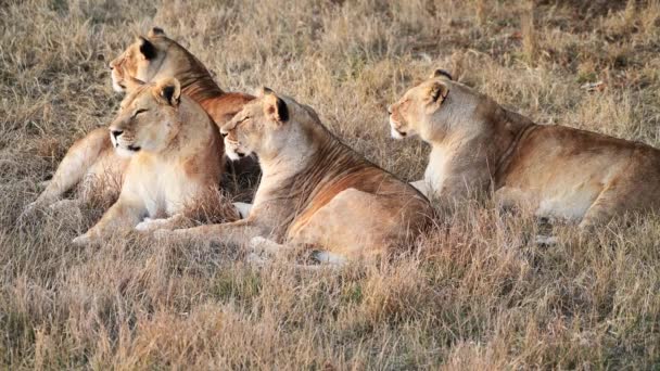 Casal Leões Leões Caça Nascer Sol Pela Manhã Safari Parque — Vídeo de Stock