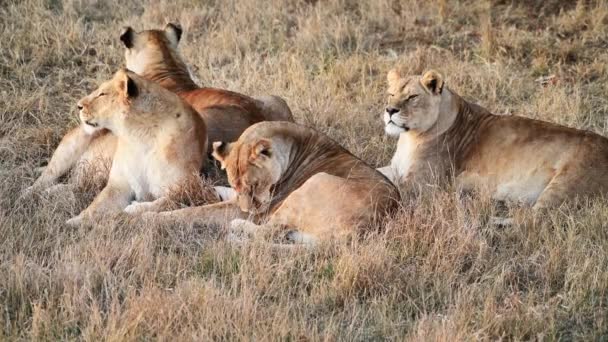 ライオンズのライオンのカップル朝の日の出にプライド狩り アフリカの国立公園でのサファリ — ストック動画